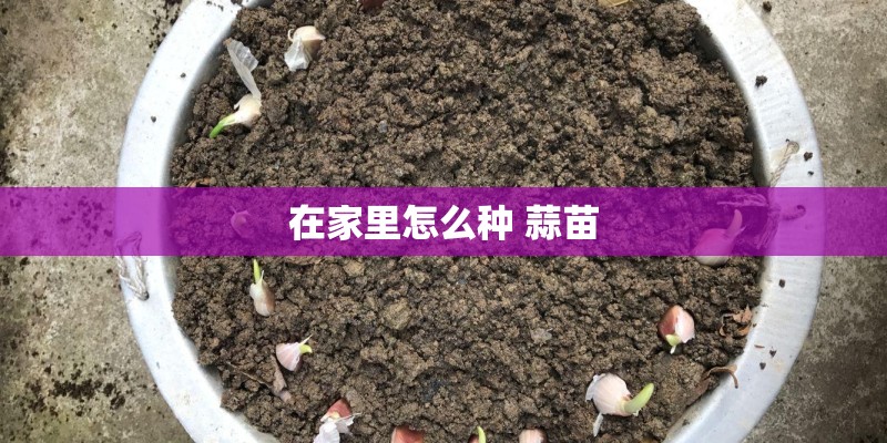 在家里怎么种 蒜苗
