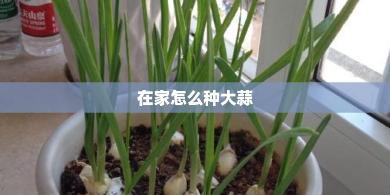 在家怎么种大蒜