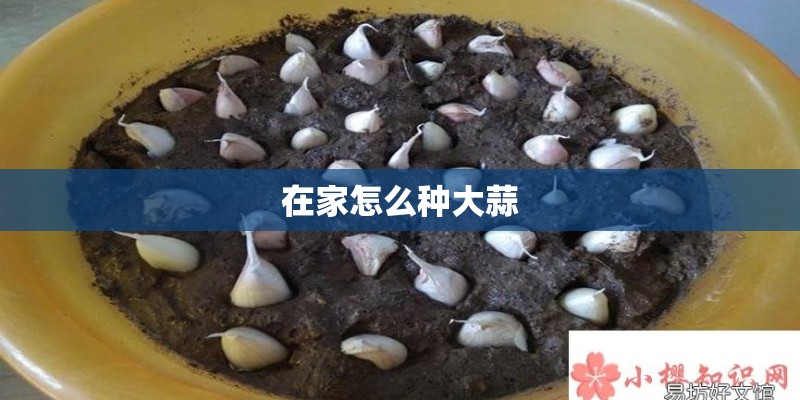 在家怎么种大蒜 在家怎么种大蒜