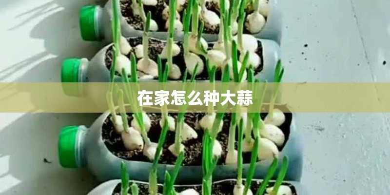 在家怎么种大蒜 在家怎么种大蒜