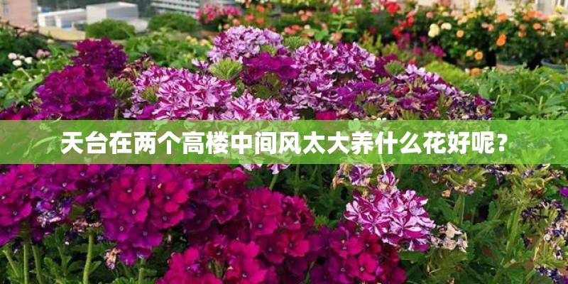 天台在两个高楼中间风太大养什么花好呢？