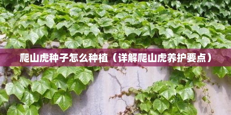 爬山虎种子怎么种植（详解爬山虎养护要点）