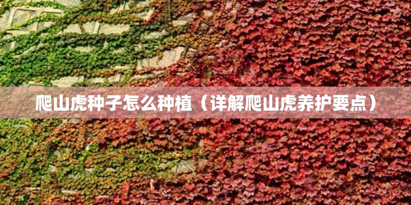 爬山虎种子怎么种植（详解爬山虎养护要点）