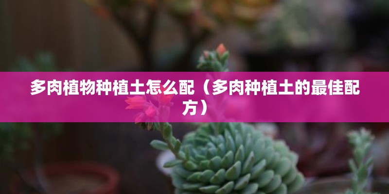 多肉植物种植土怎么配（多肉种植土的最佳配方）