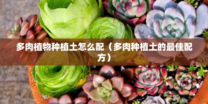 多肉植物种植土怎么配（多肉种植土的最佳配方）