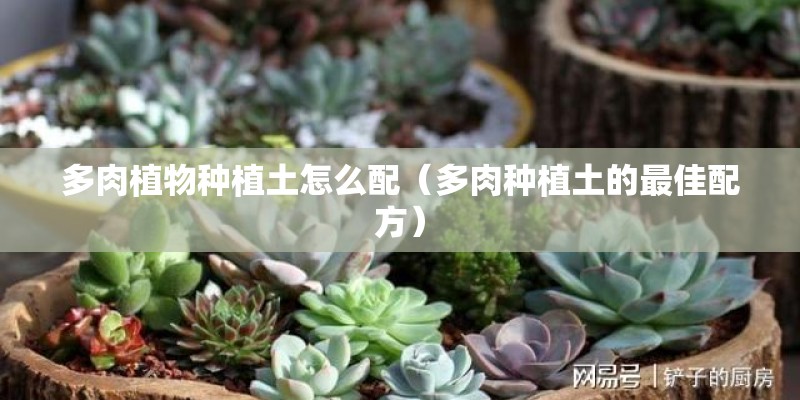 多肉植物种植土怎么配（多肉种植土的最佳配方）
