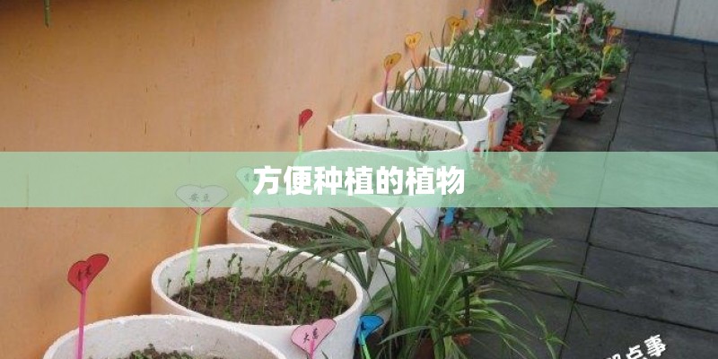 方便种植的植物
