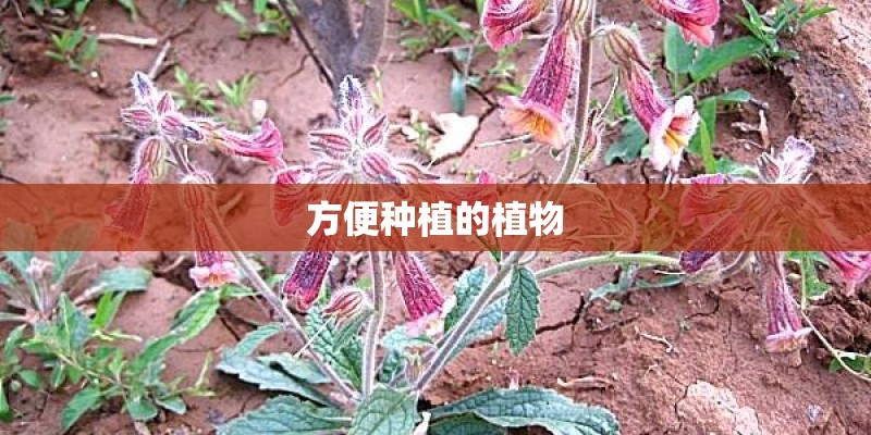 方便种植的植物