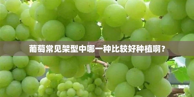 葡萄常见架型中哪一种比较好种植啊？