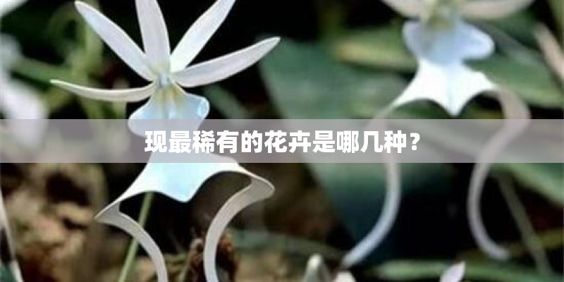 现最稀有的花卉是哪几种？