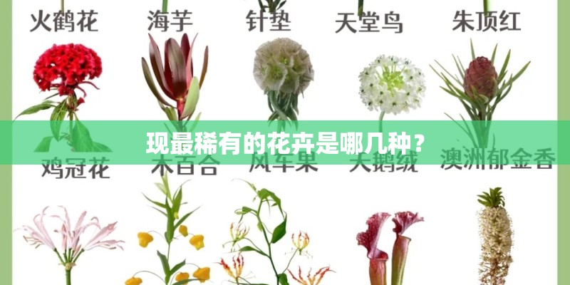 现最稀有的花卉是哪几种？