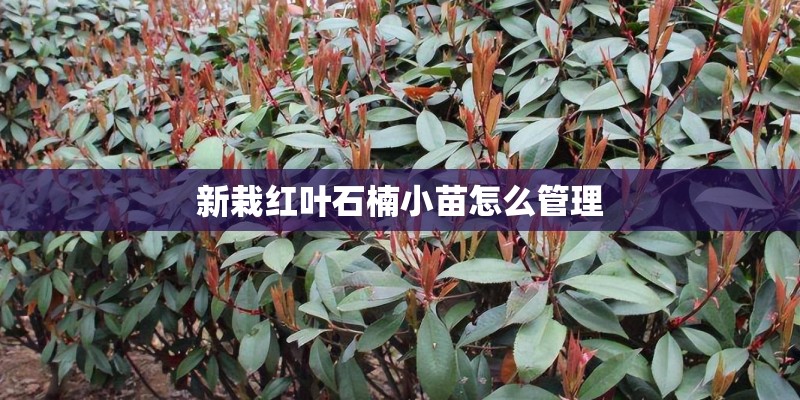 新栽红叶石楠小苗怎么管理