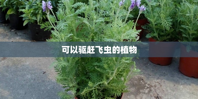可以驱赶飞虫的植物