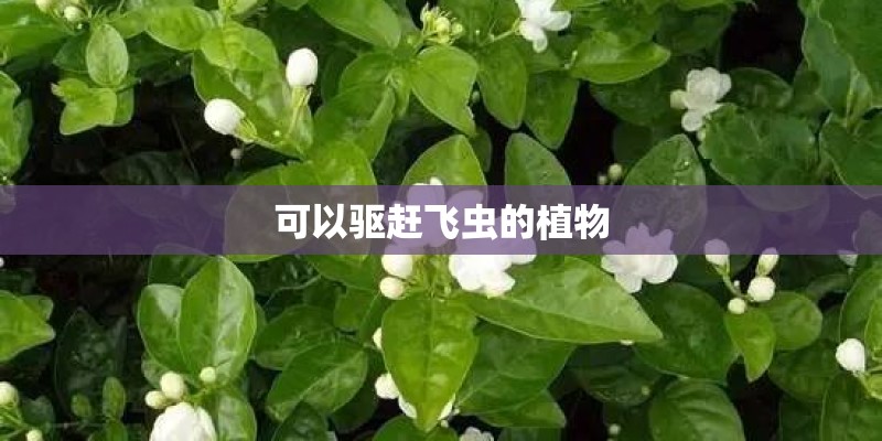 可以驱赶飞虫的植物