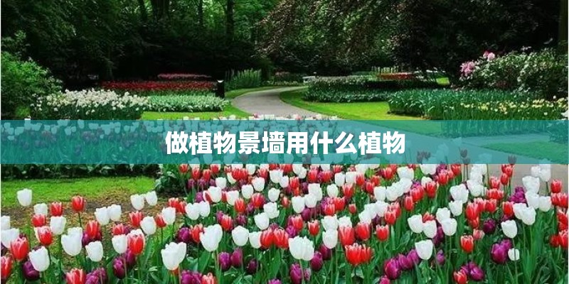 做植物景墙用什么植物
