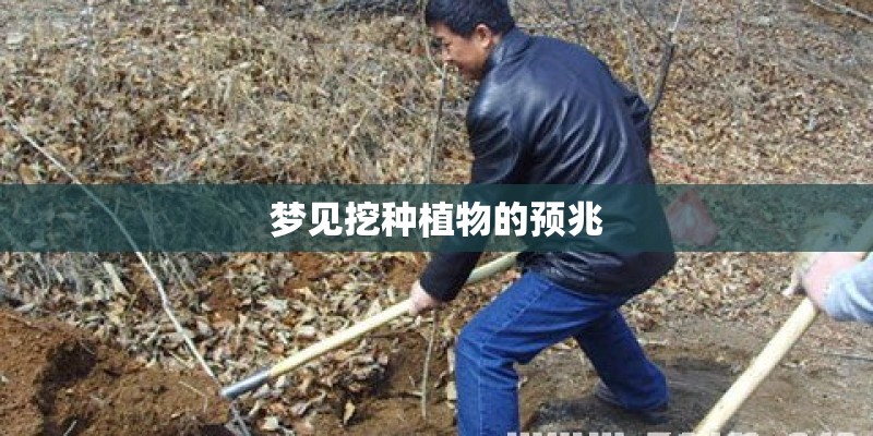 梦见挖种植物的预兆