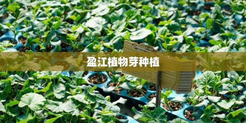 盈江植物芽种植