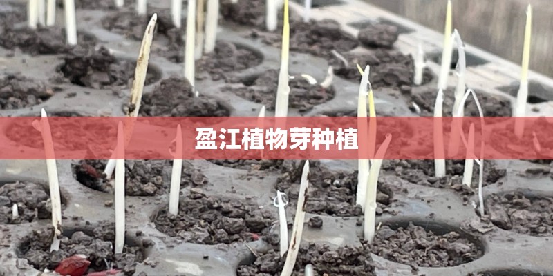 盈江植物芽种植