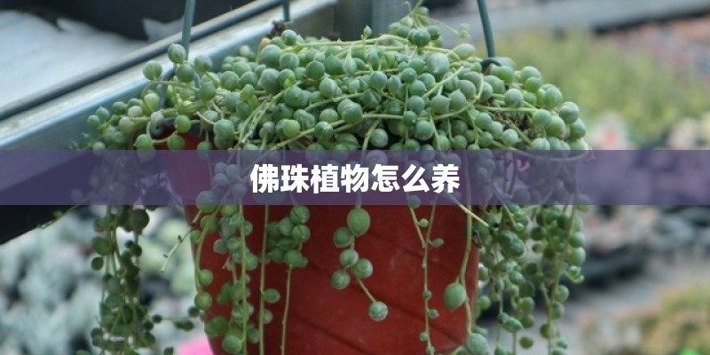 佛珠植物怎么养