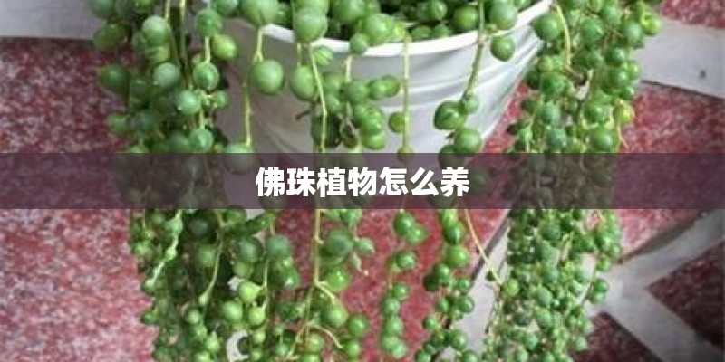 佛珠植物怎么养