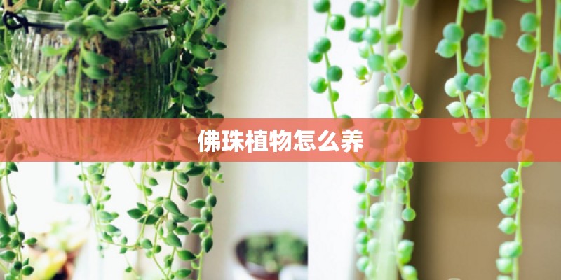 佛珠植物怎么养
