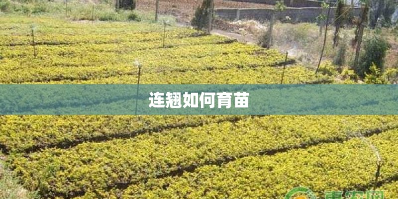 连翘如何育苗