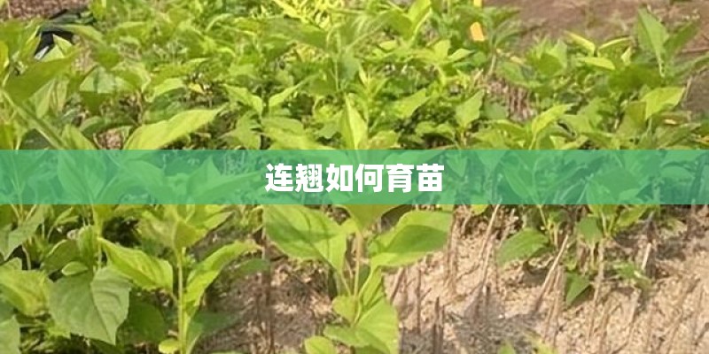 连翘如何育苗
