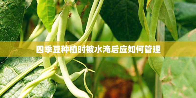 四季豆种植时被水淹后应如何管理