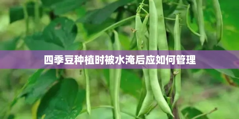 四季豆种植时被水淹后应如何管理