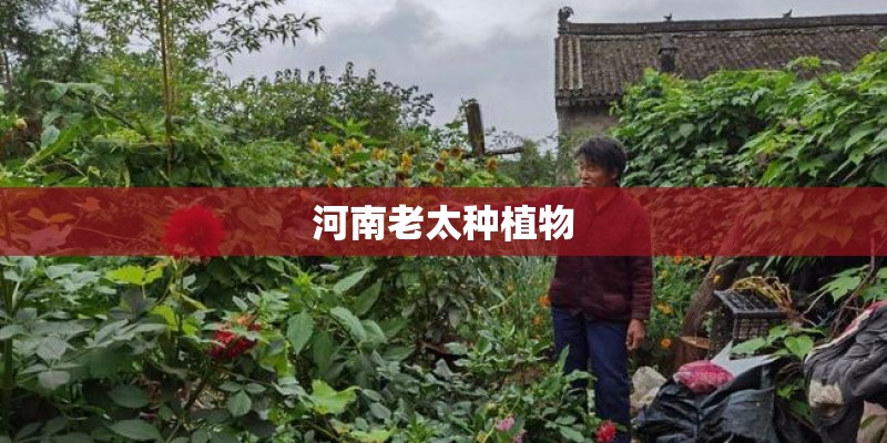 河南老太种植物