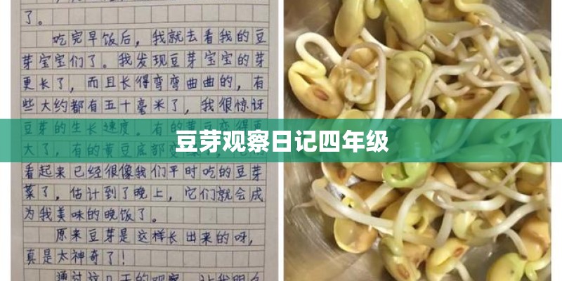 豆芽观察日记四年级