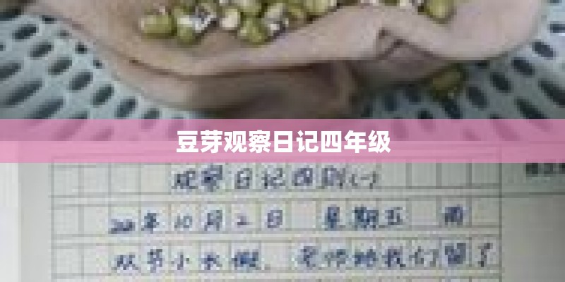 豆芽观察日记四年级