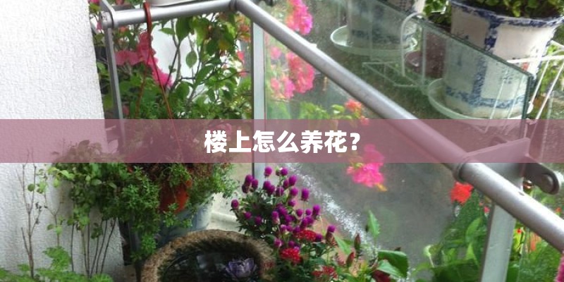 楼上怎么养花？