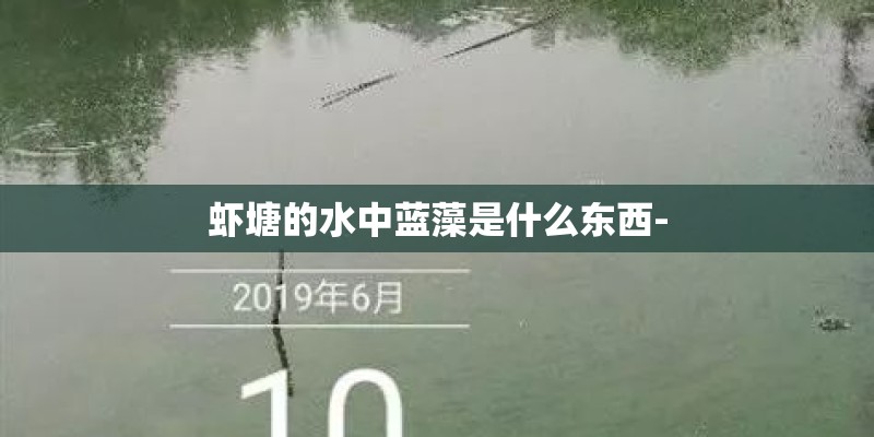 虾塘的水中蓝藻是什么东西-