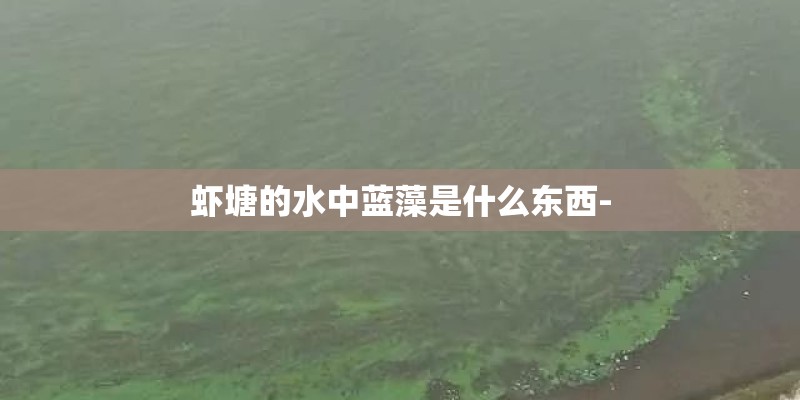 虾塘的水中蓝藻是什么东西-