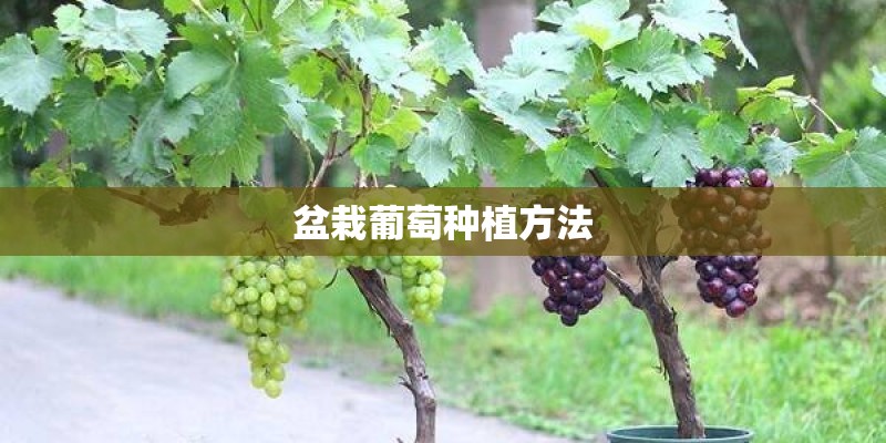 盆栽葡萄种植方法