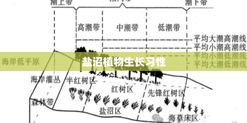 盐沼植物生长习性