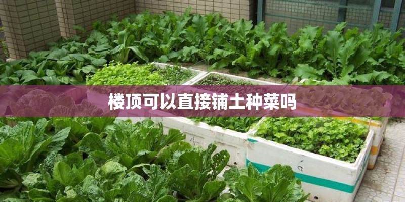 楼顶可以直接铺土种菜吗