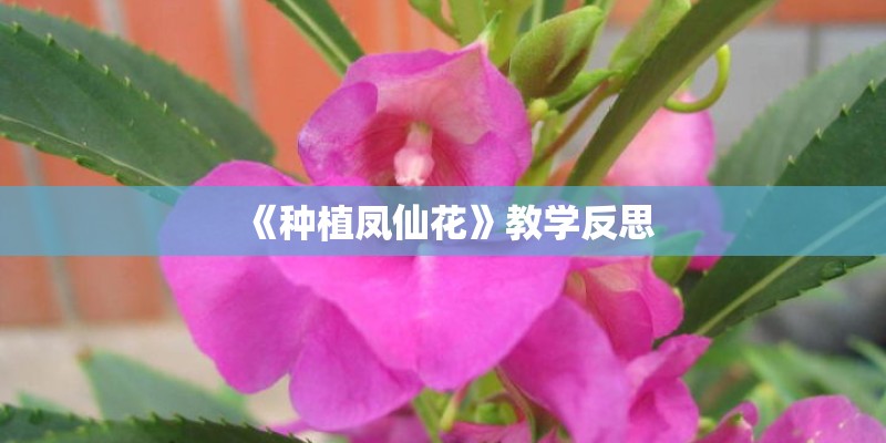 《种植凤仙花》教学反思