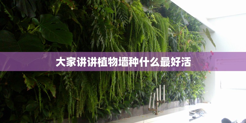 大家讲讲植物墙种什么最好活