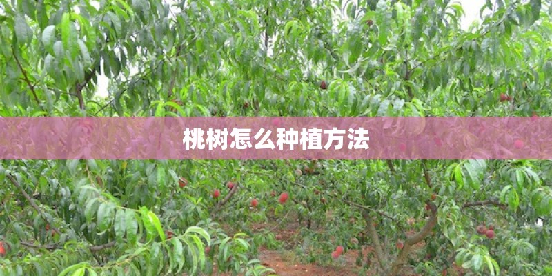 桃树怎么种植方法