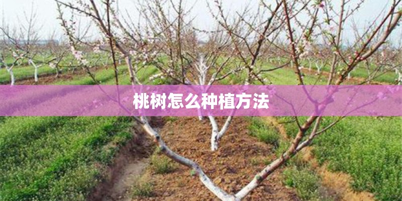 桃树怎么种植方法