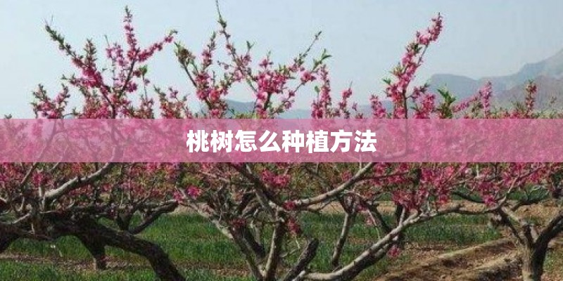 桃树怎么种植方法
