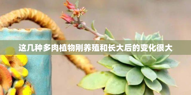 这几种多肉植物刚养殖和长大后的变化很大