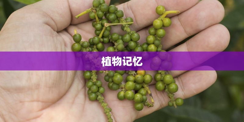 植物记忆