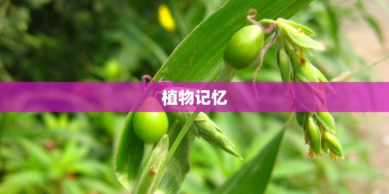 植物记忆