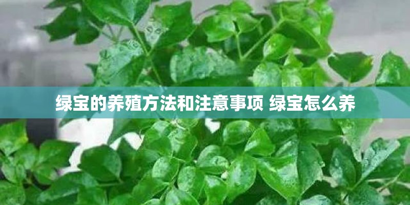 绿宝的养殖方法和注意事项 绿宝怎么养