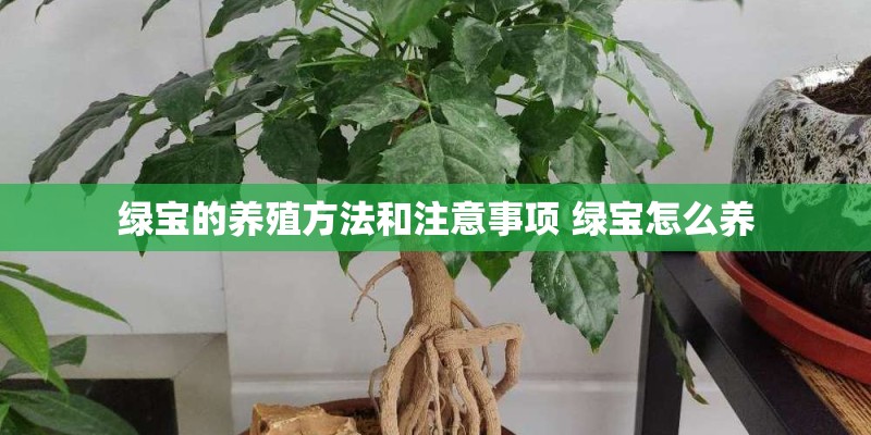 绿宝的养殖方法和注意事项 绿宝怎么养