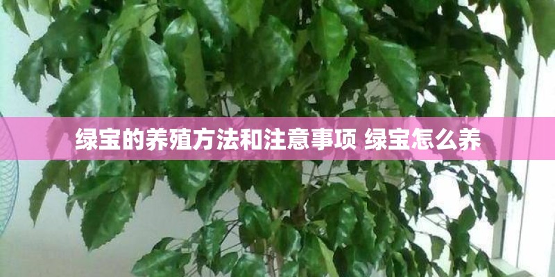 绿宝的养殖方法和注意事项 绿宝怎么养