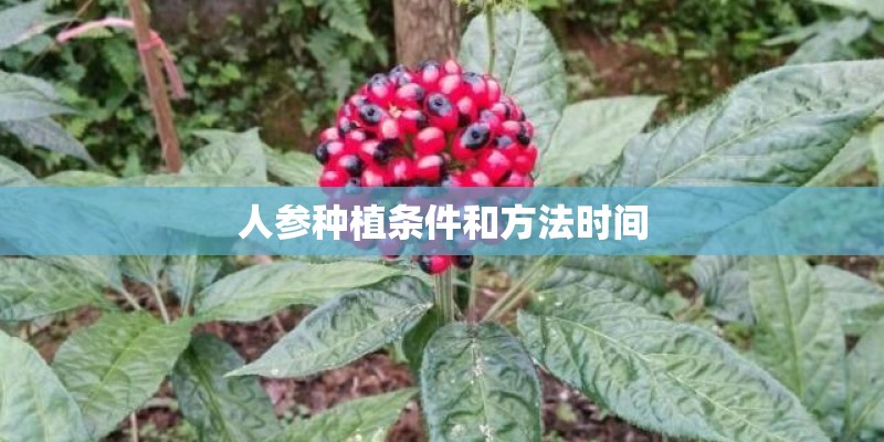 人参种植条件和方法时间